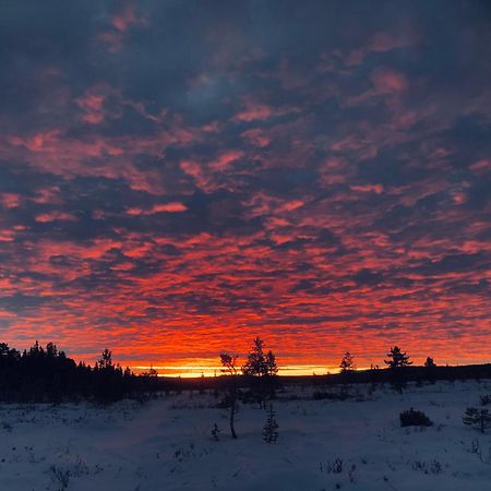Pasvik Taiga Otel Skogfoss Dış mekan fotoğraf