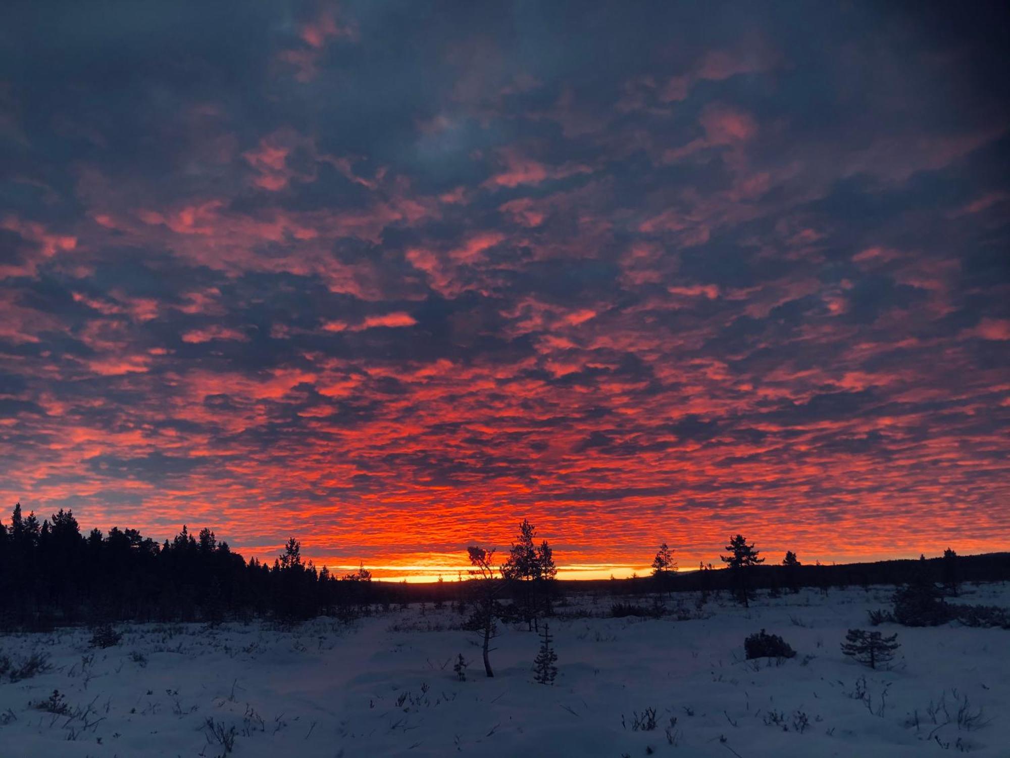 Pasvik Taiga Otel Skogfoss Dış mekan fotoğraf